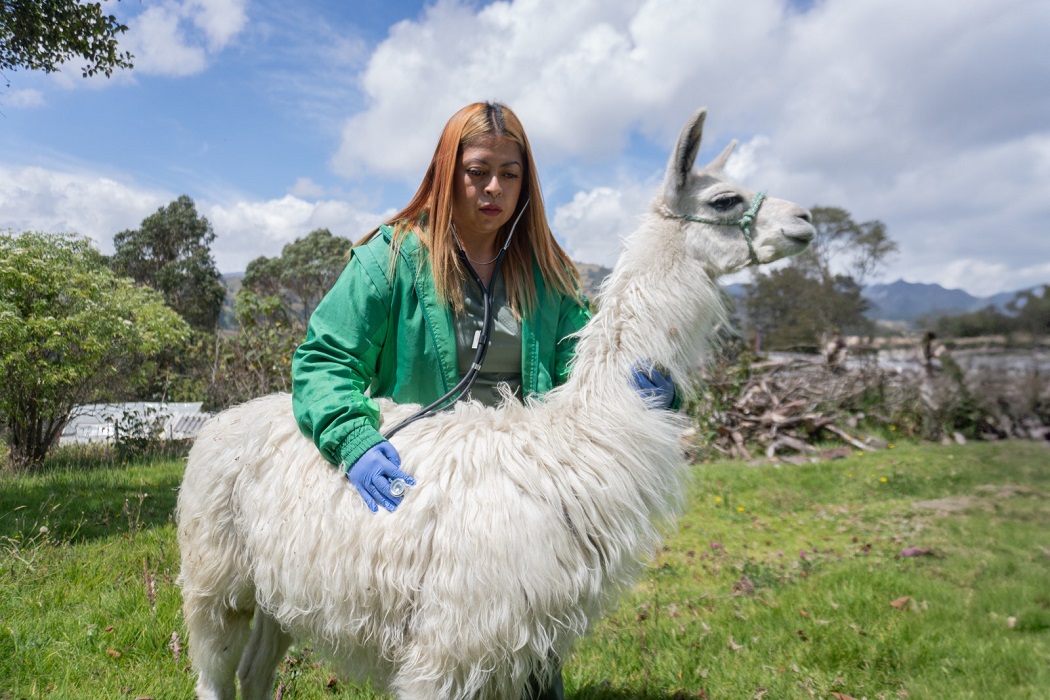 Avanza la recuperación de Luna, la llama rescatada  por el IDPYBA en el centro de la ciudad